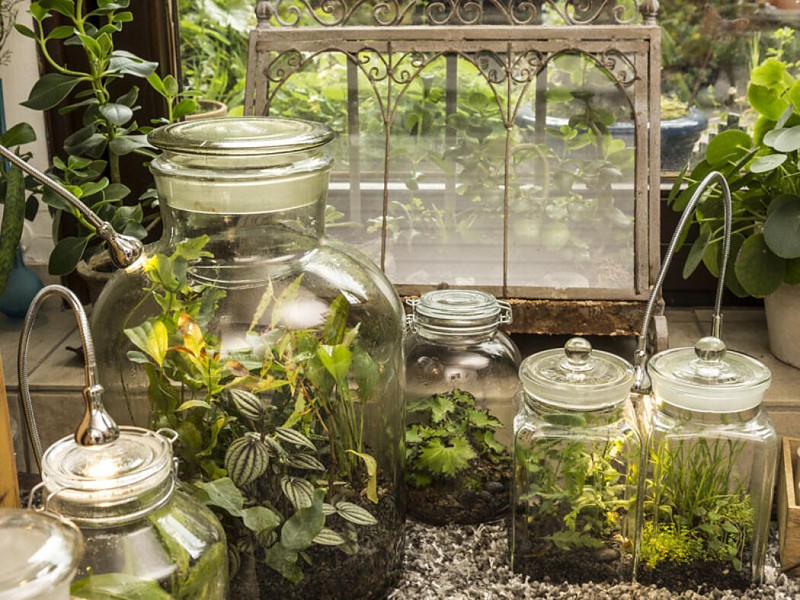 Flaschengarten: Kleines Ökosystem im Glas