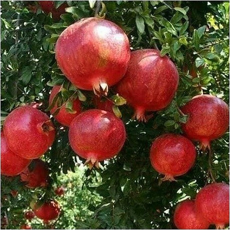 Granada, granadillo ( Punica granatum )