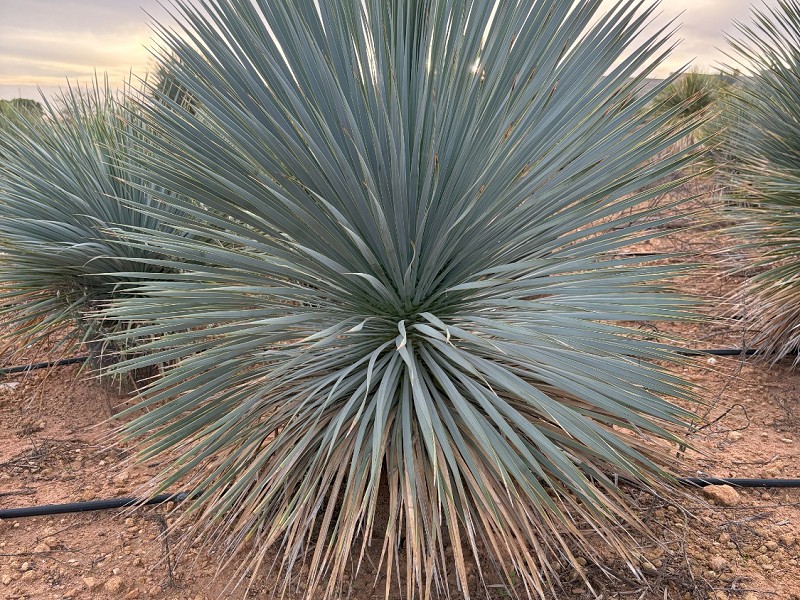 YUCCA ROSTRATA (BLAUE PALMLILIE)