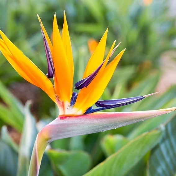 STRELITZIA