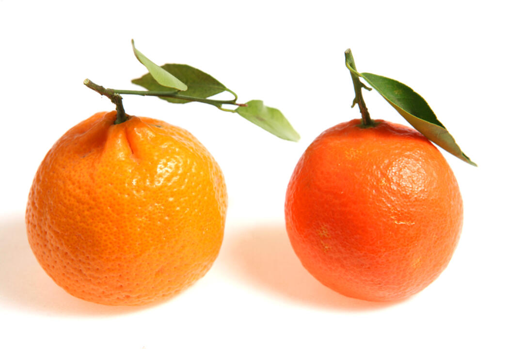 Mandarine ou clémentine ? - Curieux!